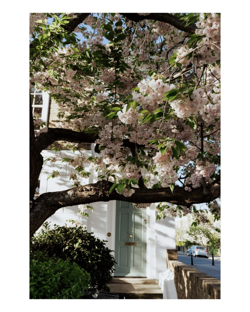 housefront in London with spring petals