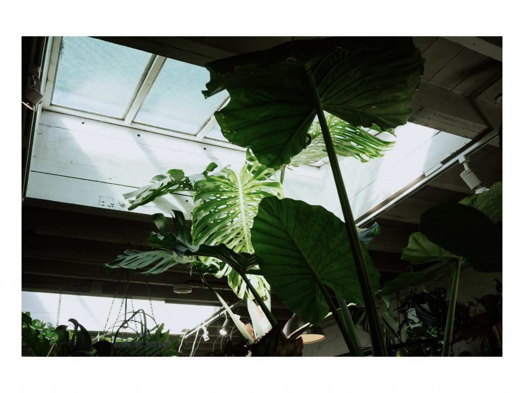 greenhouse plants
