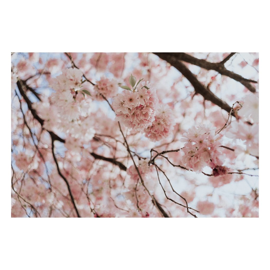 cherry blossom petals