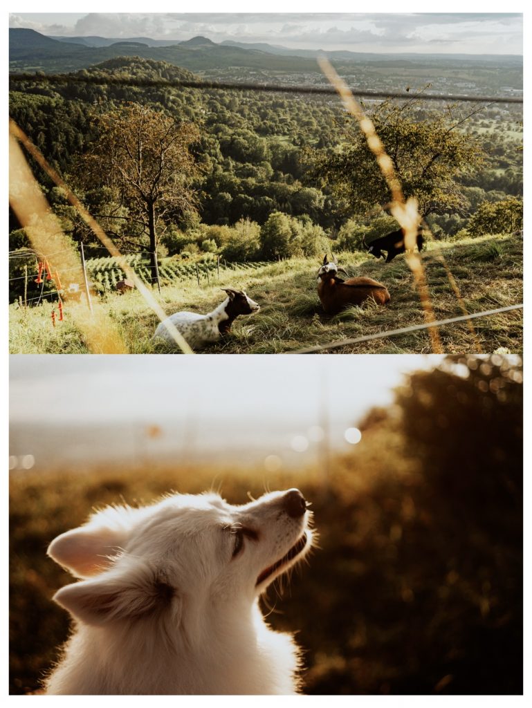 dog and autumn landscape