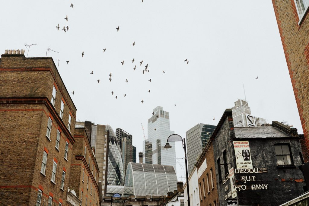 birds over london
