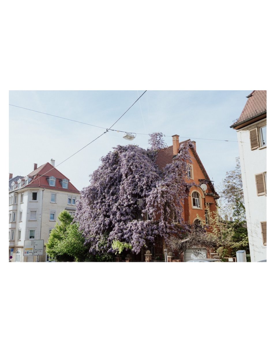 house overgrown with Wisteria in Stuttgart radiating sadness and creativity